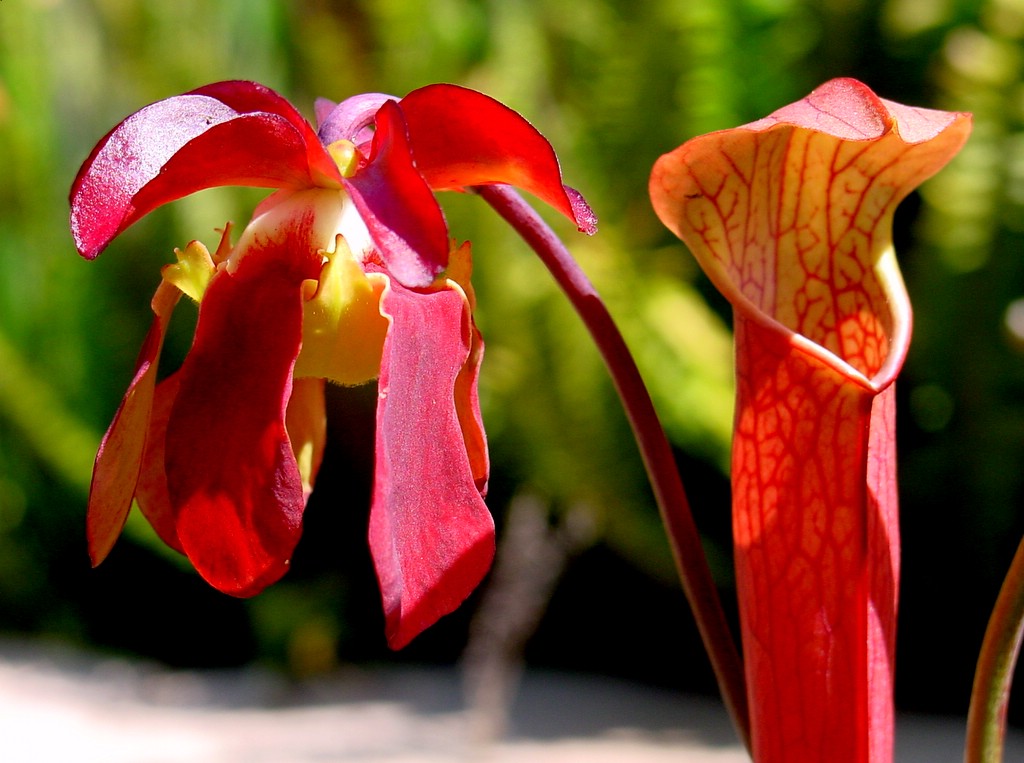 carnivorous plants