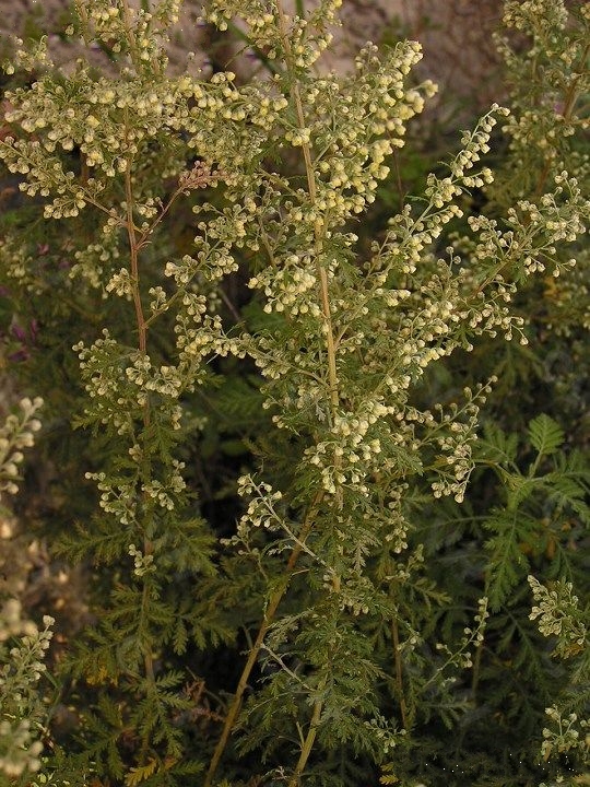 artemisia sacrorum var. messerschmidtiana