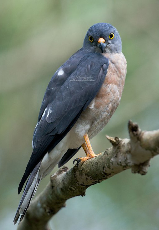 accipiter soloensis