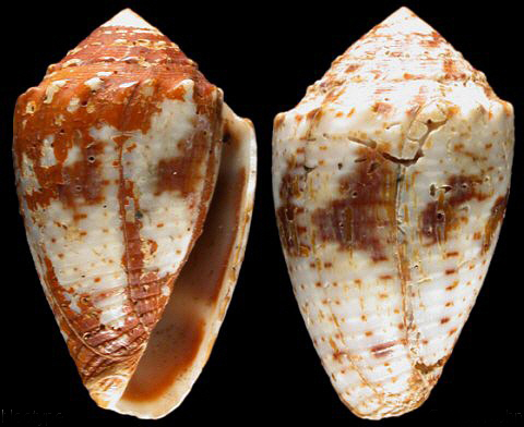  p>花冠芋螺(学名:miliariconus coronatus)壳较粗短,质厚.