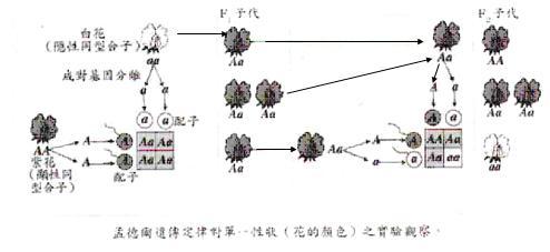 孟德尔定理展示