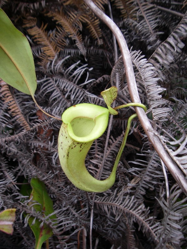 nepenthes × hookeriana