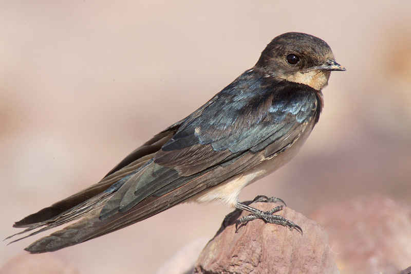  p>洋燕(学名: i>hirundo tahitica /i>)为 a href="#">燕科 /a>燕属