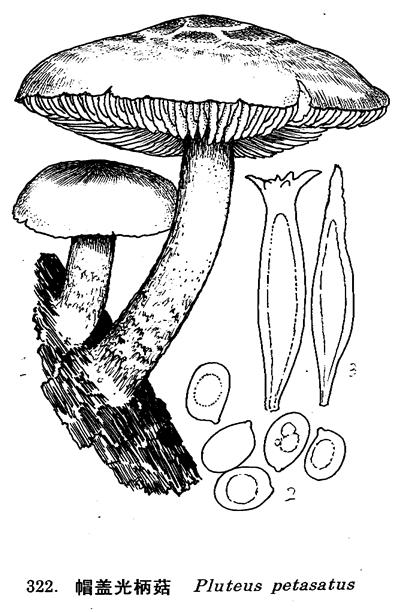  p>帽盖光柄菇是伞菌目,光柄菇科,光柄菇属 a href="#" data-lemmaid=
