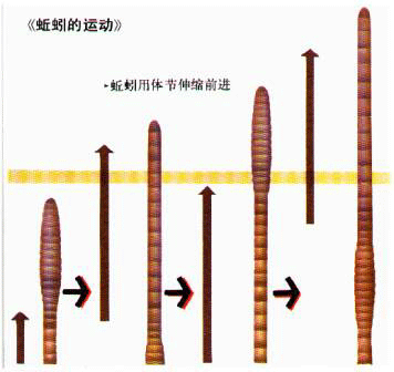 已描述的约17000种,常见种有蚯蚓,蚂蟥 ,沙蚕等.