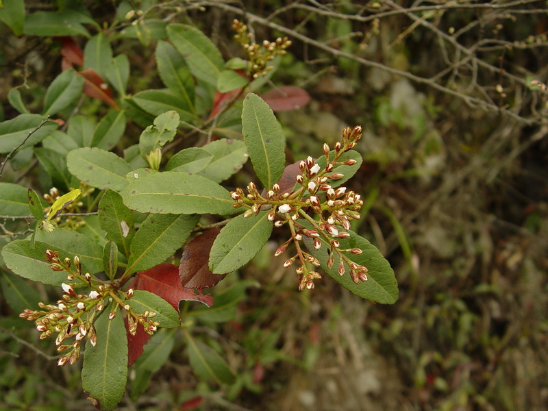  p>石斑木(学名: i>rhaphiolepis indica  /i>(l.) lindl.