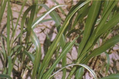 小麦细菌性条斑病