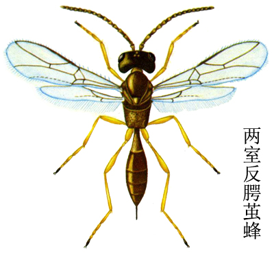  p>昆虫名,为 a target="_blank" href="/item/膜翅目/1535215" data