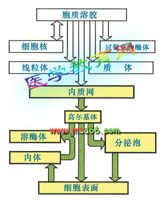 蛋白质的合成