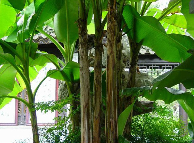 唐王维画雪中芭蕉