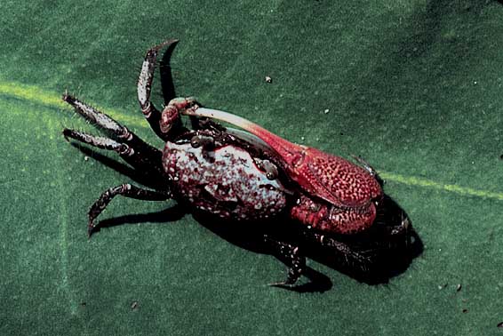  p>汉堡包招潮蟹(学名:uca burgersi)最大的特征是雄蟹具有一对大小