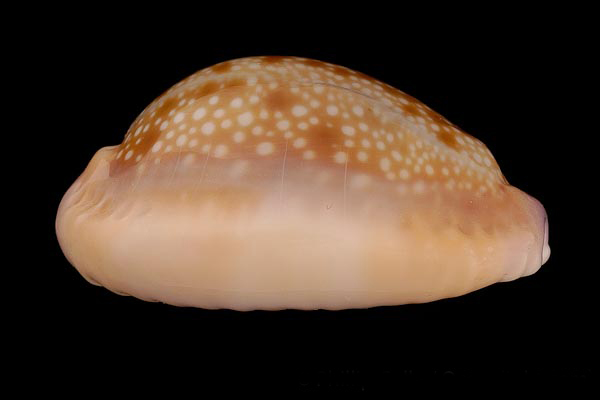  p>夏威夷红花宝螺(学名:erosaria helvola hawaiie