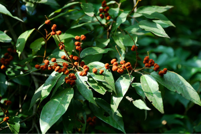 为茜草科香果树属的落叶大乔木.