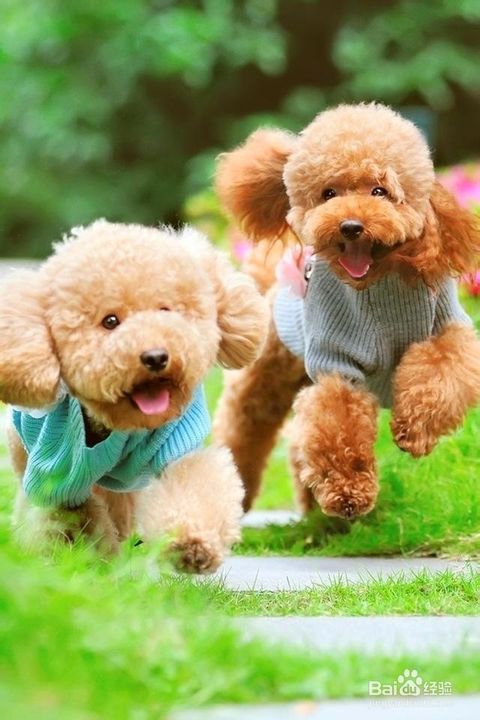 贵宾犬