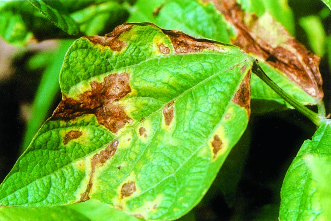 菜豆细菌性疫病