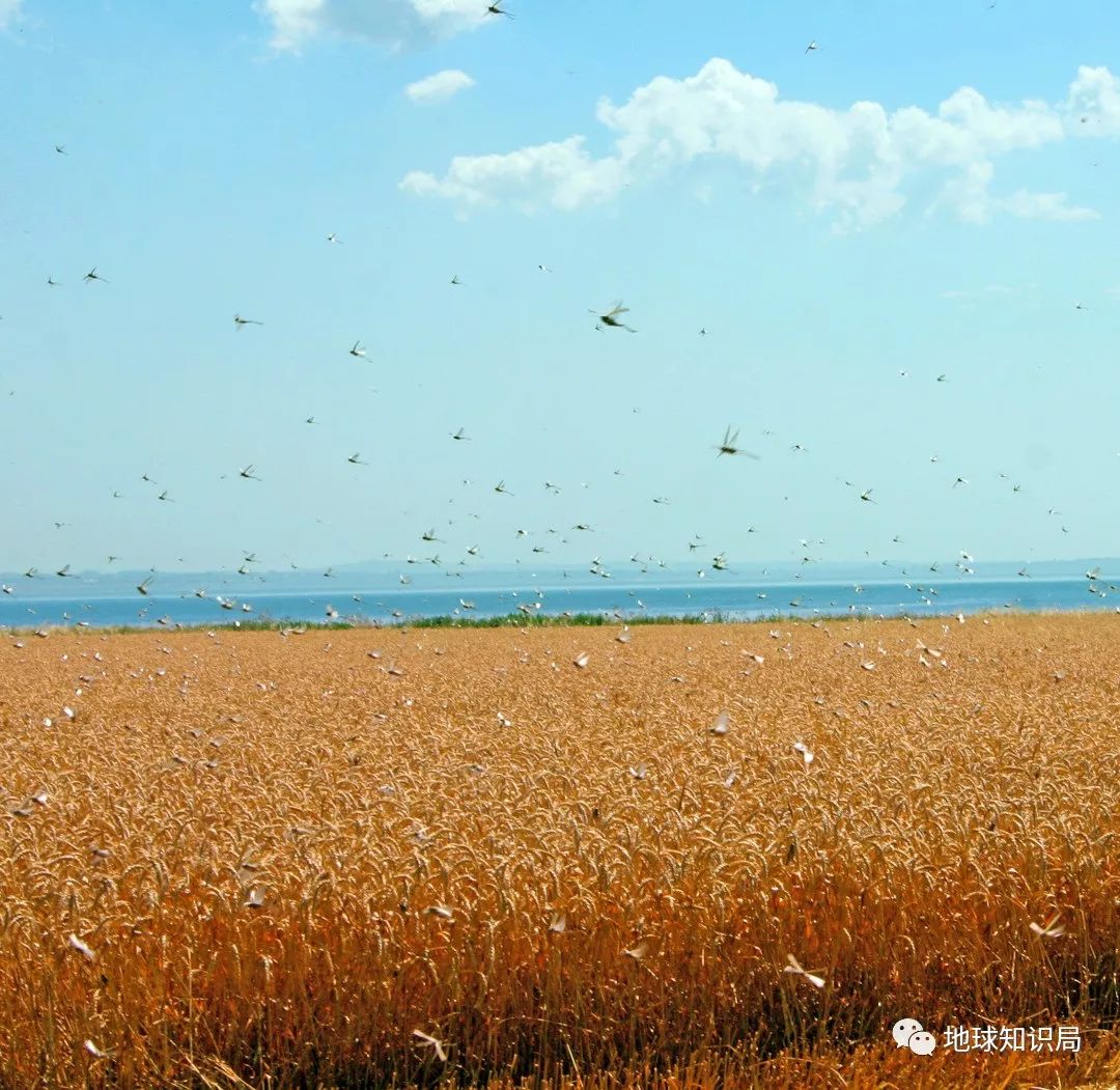 这次的蝗灾，真的很凶_百科TA说