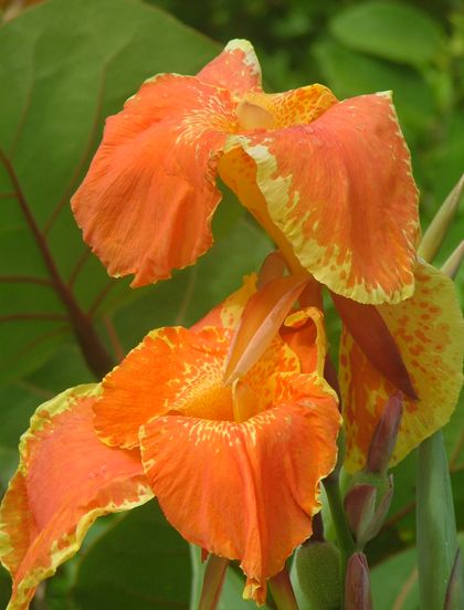  p>兰花美人蕉(学名: i>canna orchioides /i> bailey):是美人蕉科