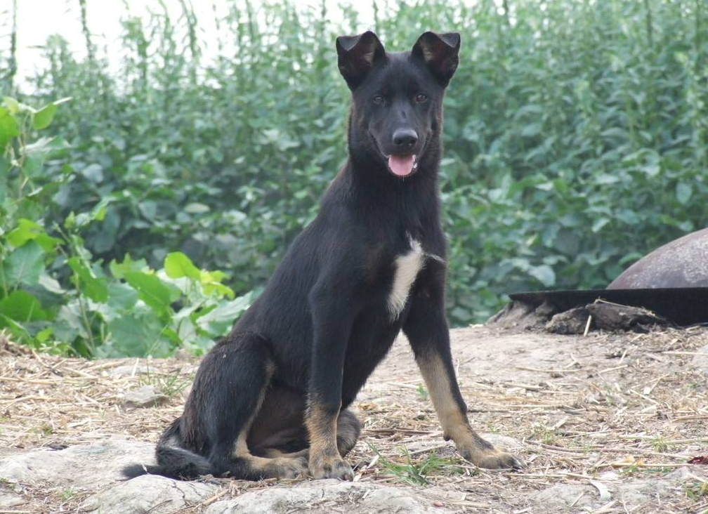  p>这是一种中国的肉食犬,它是被培养来作为肉用犬供人们使用的,虽然