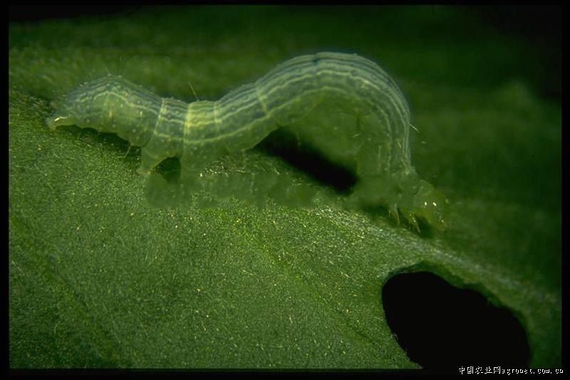  p>昆虫名,属鳞翅目( i>lepidoptera /i>),夜蛾科( i>noctuidae /i>).
