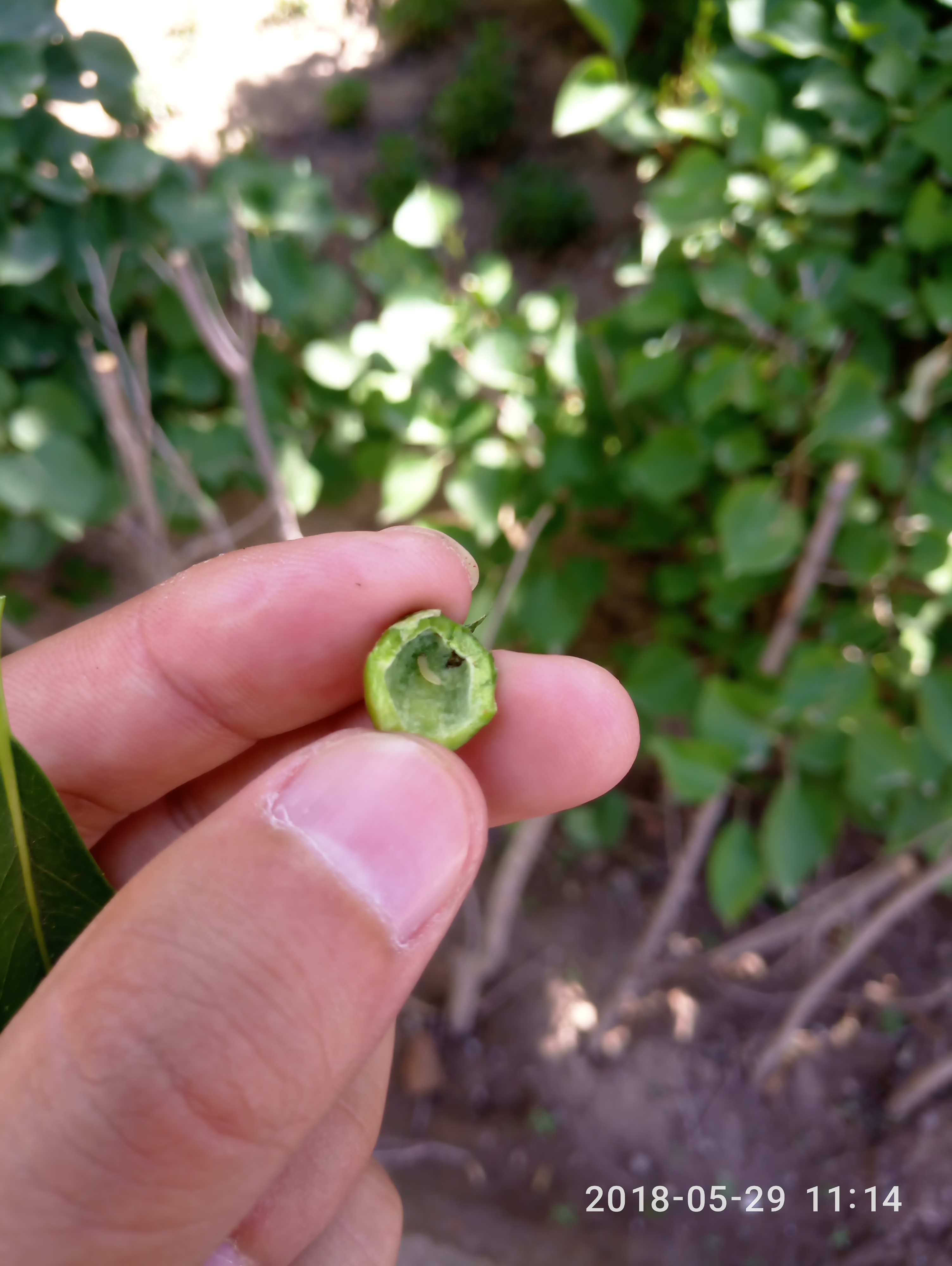  p>柳厚壁叶蜂pontania bridgmannii cameron又名柳瘿叶蜂.