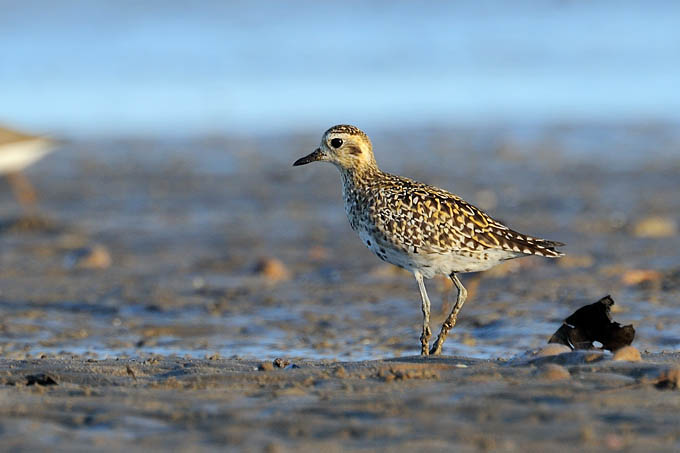  p>金鸻(学名: i>pluvialis fulva /i>):属中型 a target="_blank"