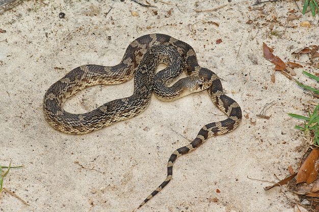  p>北美松蛇(学名:pituophis melanoleucus)成蛇长122-254厘米,体型
