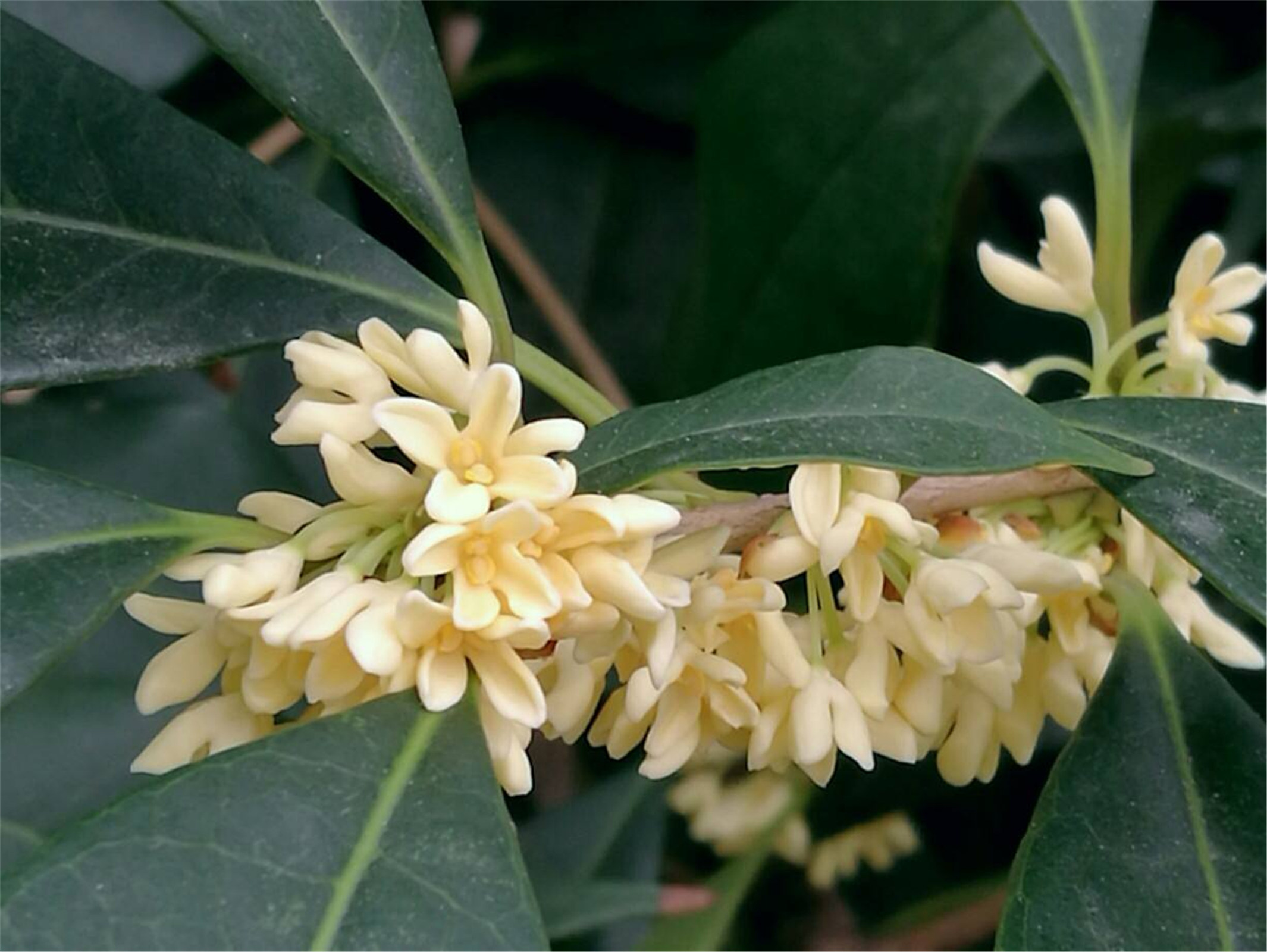 osmanthus fragrans liuye yingui