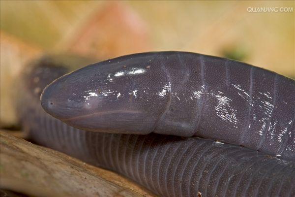  p>版纳鱼螈(学名: i>ichthyophis bannanicus /i>)是鱼螈科,鱼螈属无