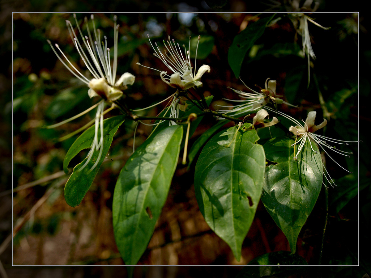  p>野香橼花,中药名.