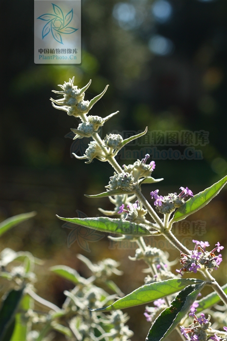 p> b>皱叶醉鱼草 /b>(学名: i>buddleja crispa /i>)是玄参科醉鱼草