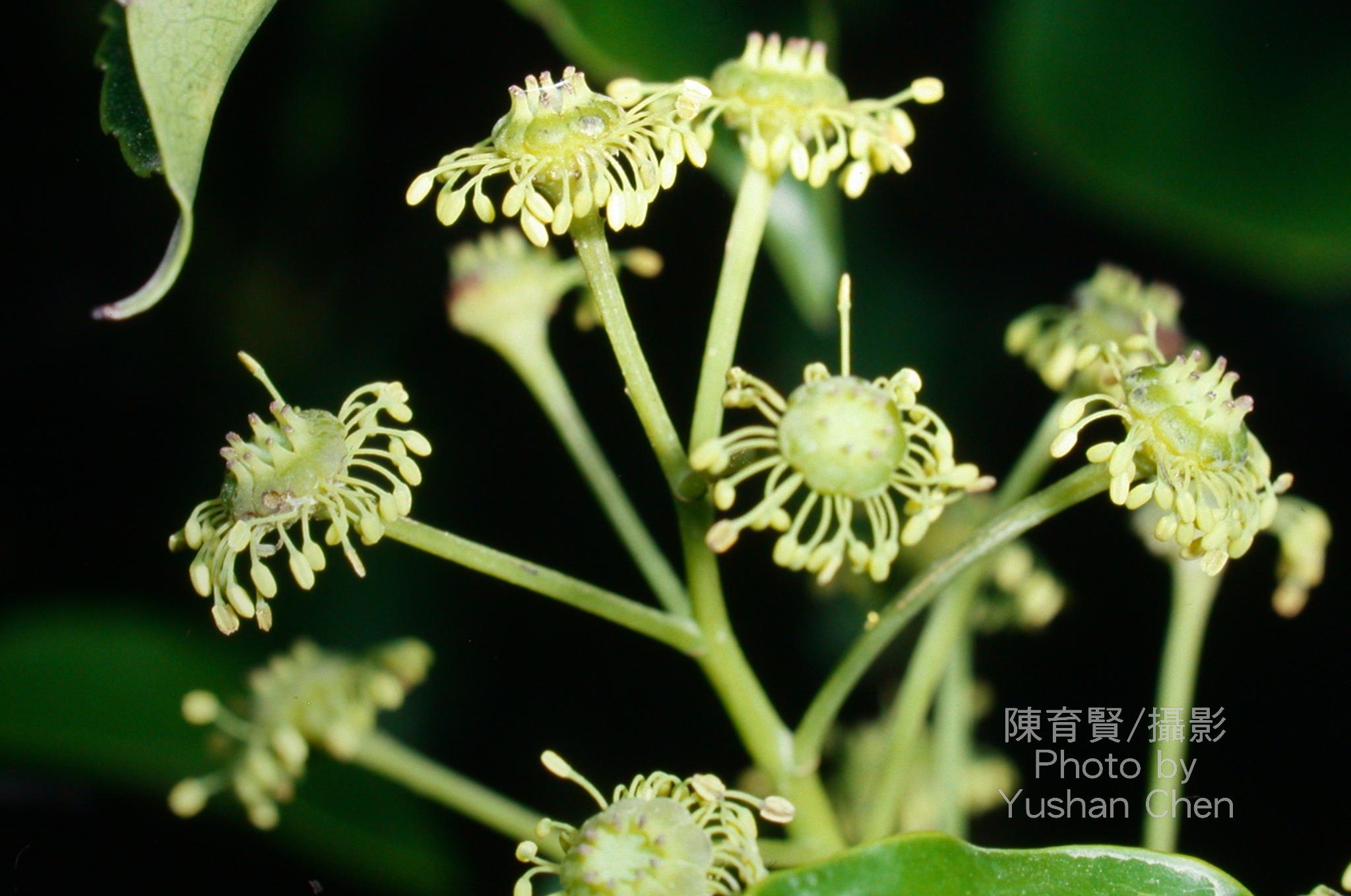 et zucc.)是昆栏树科下的一个属.属下只有一个物种:昆栏树. /p>