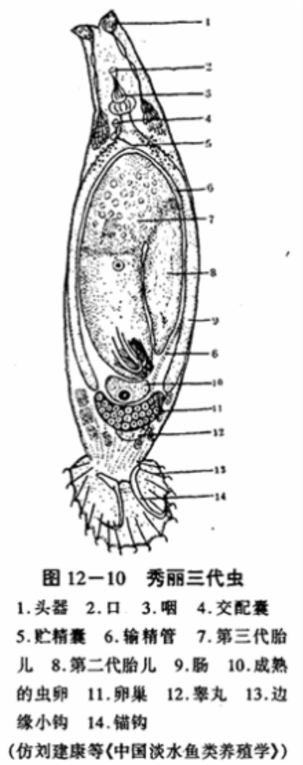 扁形动物门/3247055" data-lemmaid="3247055">扁形动物门 /a>,吸虫纲