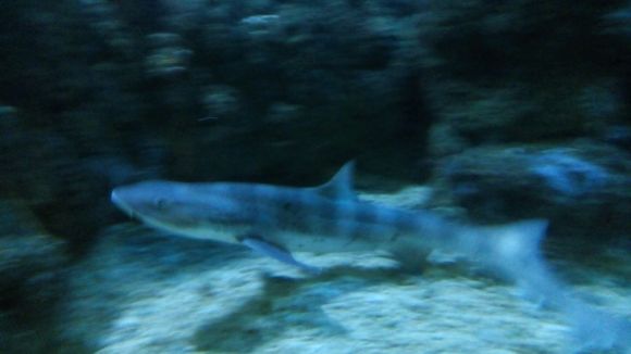  p>皱唇鲨(学名: i>triakis scyllium /i>)是皱唇鲨科,皱唇鲨属的一种