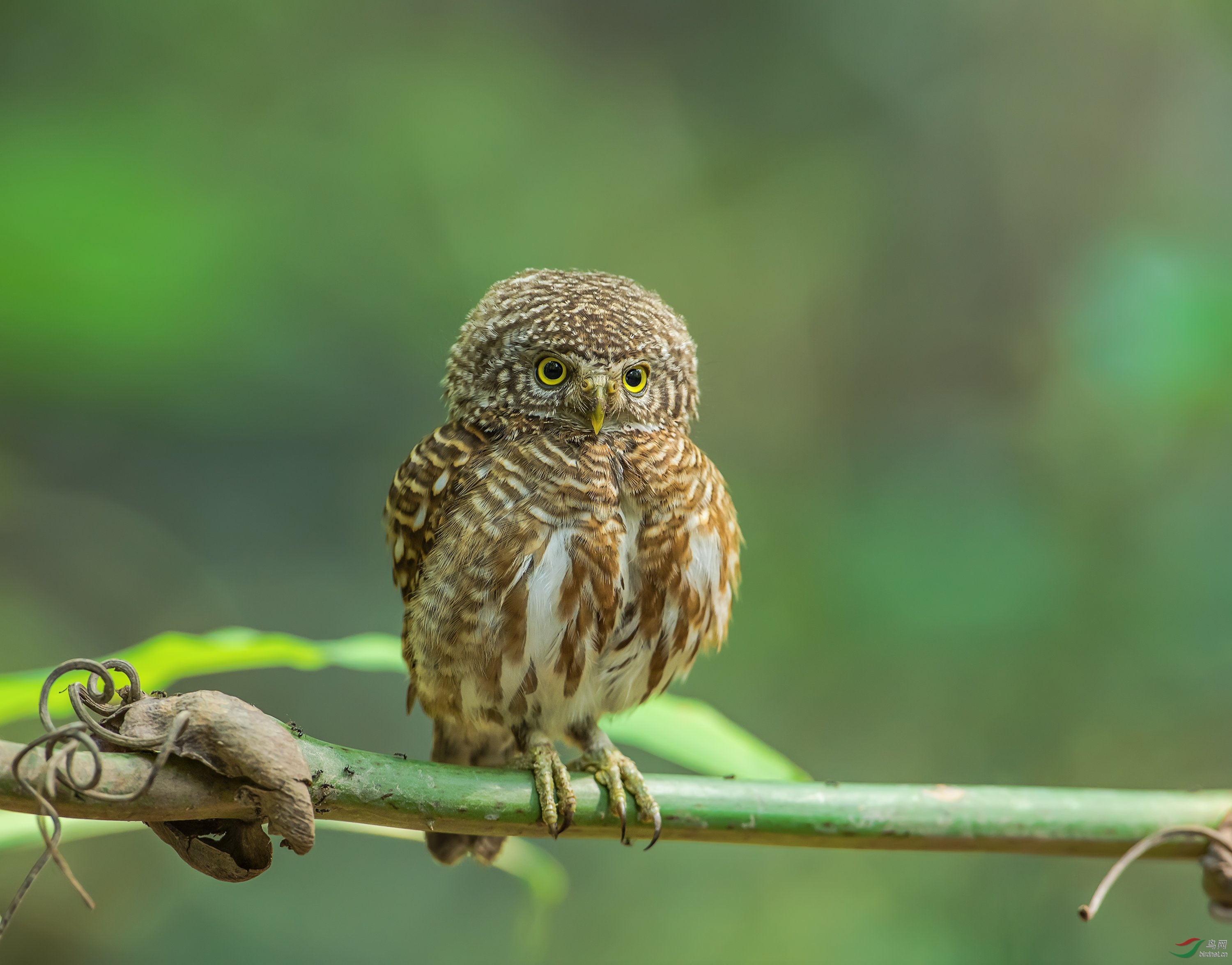 领鸺鹠指名亚种