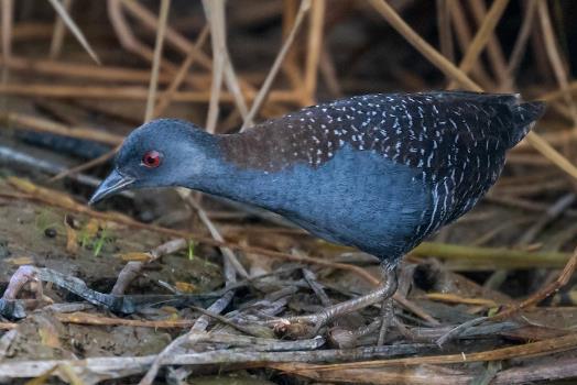 学名:laterallus jamaicensis),是鹤形目秧鸡科南美田鸡属的鸟类 span