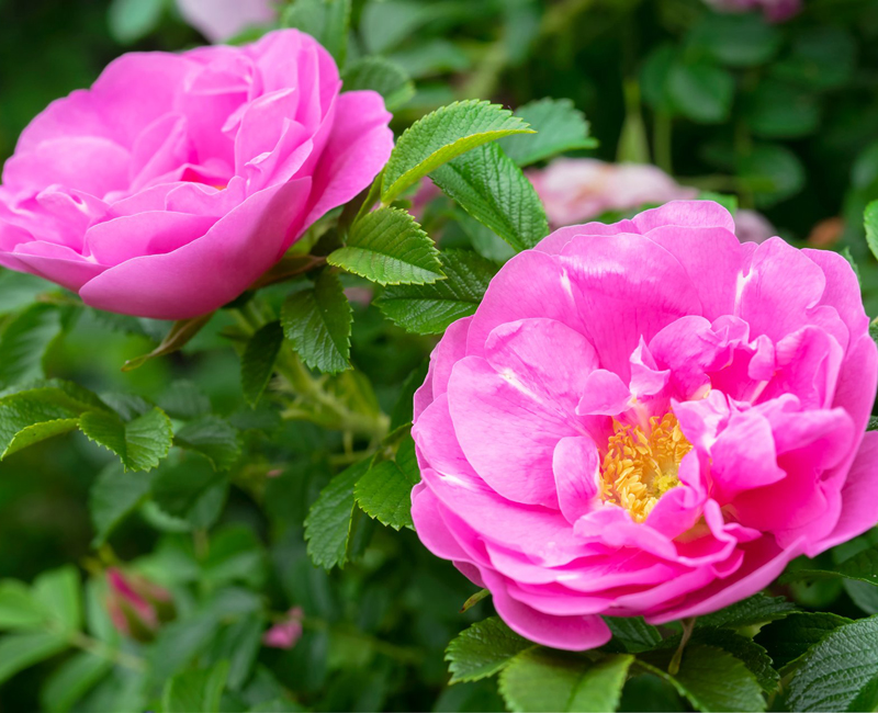  p>蔷薇属(学名: i>rosa /i>  l.