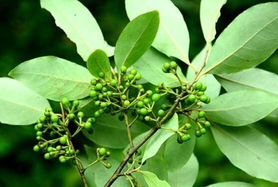  p>山鸡椒(学名: i>litsea cubeba /i> (lour) pers.