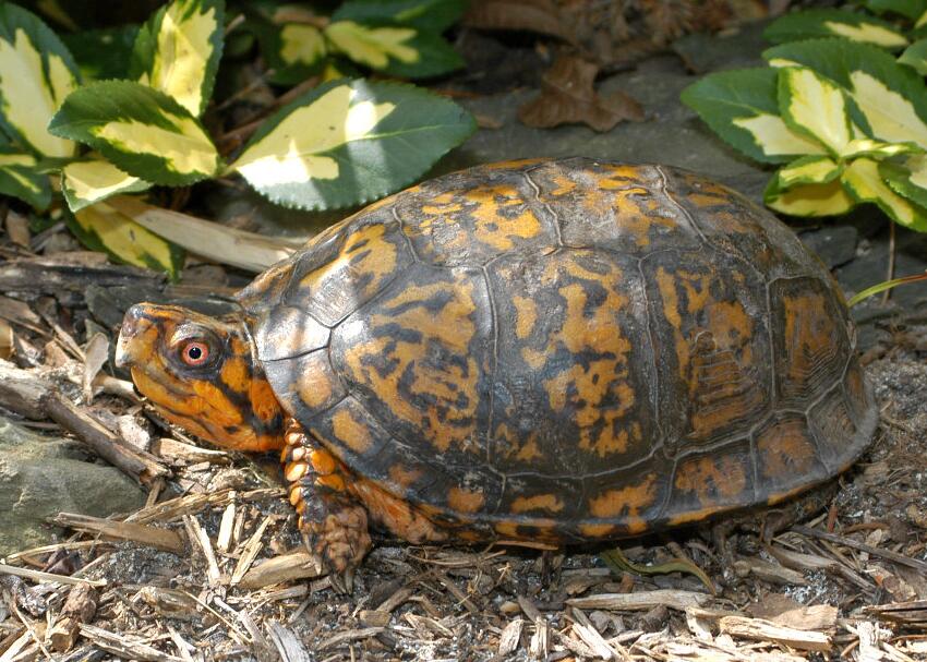  p data-id="gnbtym2t6a">卡罗莱纳箱龟(学名