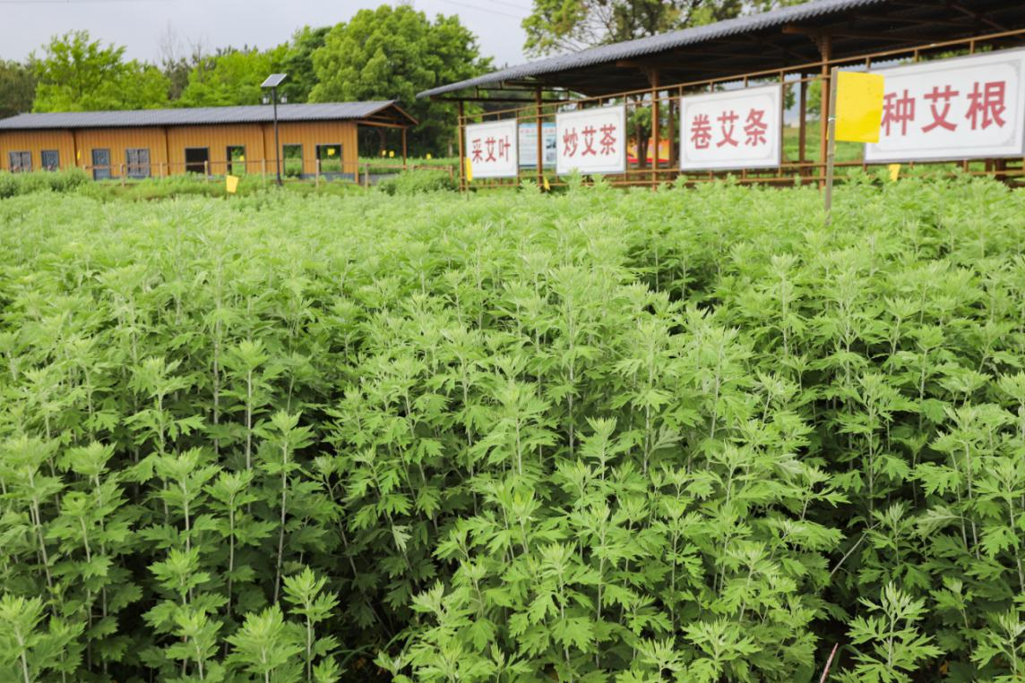 湖北艾师傅科技有限公司与2016年在漕河镇刘榜村成立蕲春县艾师傅蕲艾