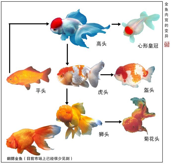 中国金鱼（鲤形目鲤科鲫属观赏鱼种）_百度百科