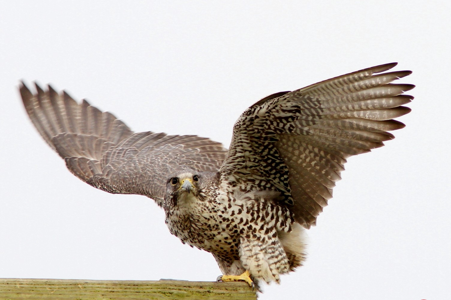 data-id="tipra1ritsmt">矛隼是隼形目隼科隼属鸟类,又名海东青,白隼