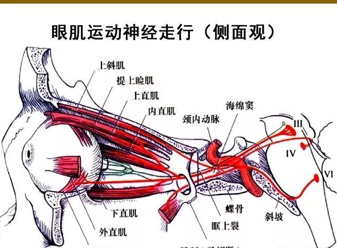  a target="_blank" href="/item/眼球外肌/2001142" data-lemmaid="