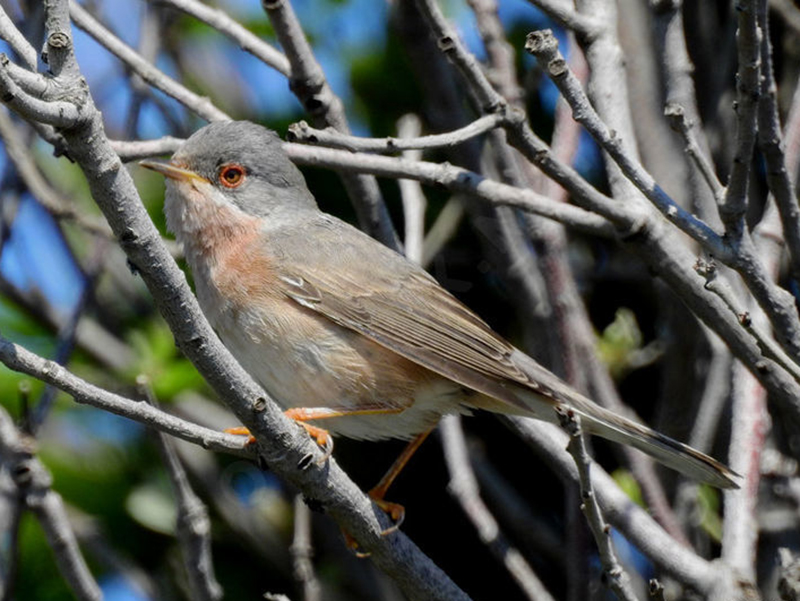  p>莺鹛科(学名:sylviidae):是鸟类dna分类系统和鸟类全基因组测序