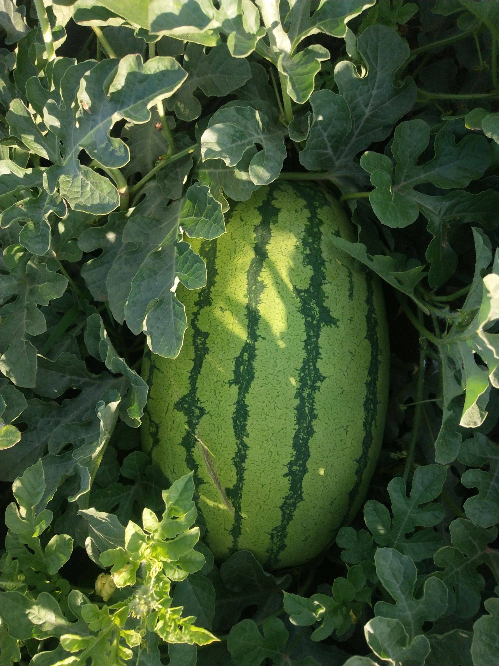  p>神奥双红金五是 a target="_blank" href="/item/西瓜属/3326647"