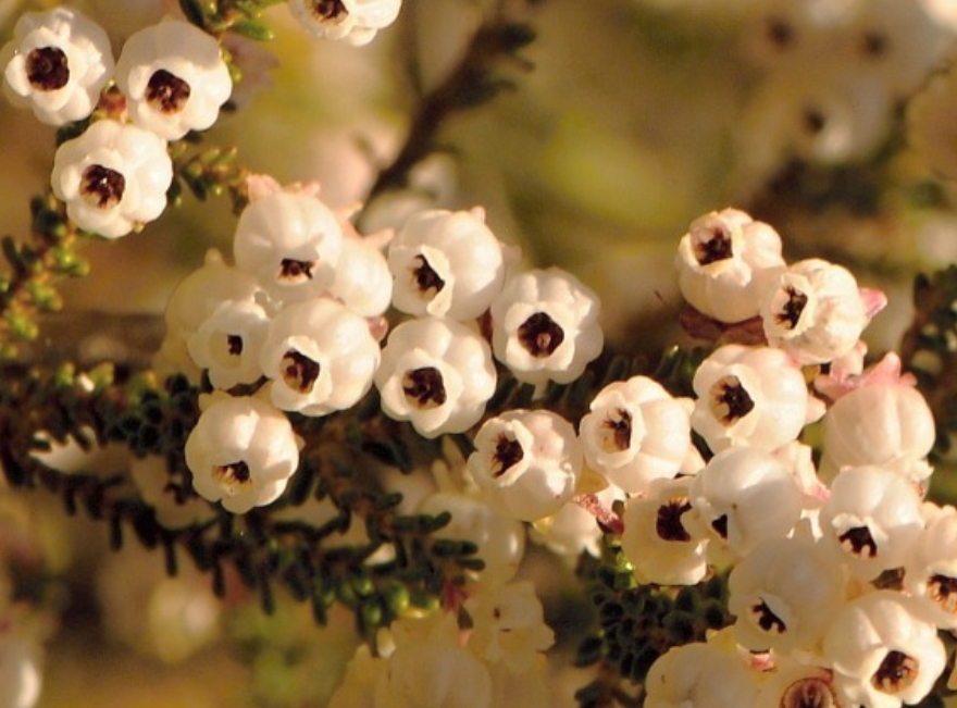  p>铃兰欧石南(学名: i>erica /i>  i>formosa /i> thunb.