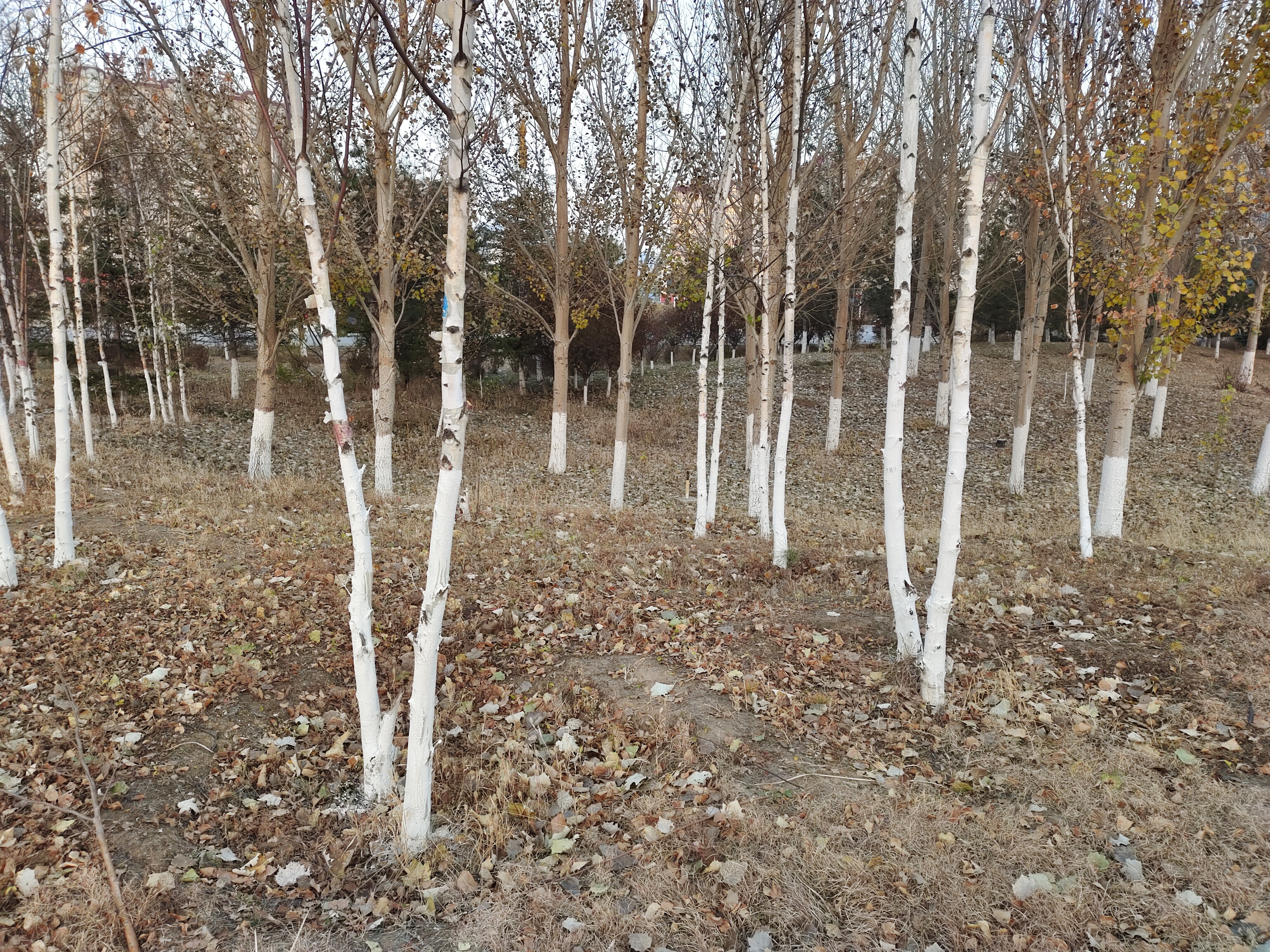  p>桦树是桦木属植物的通称.