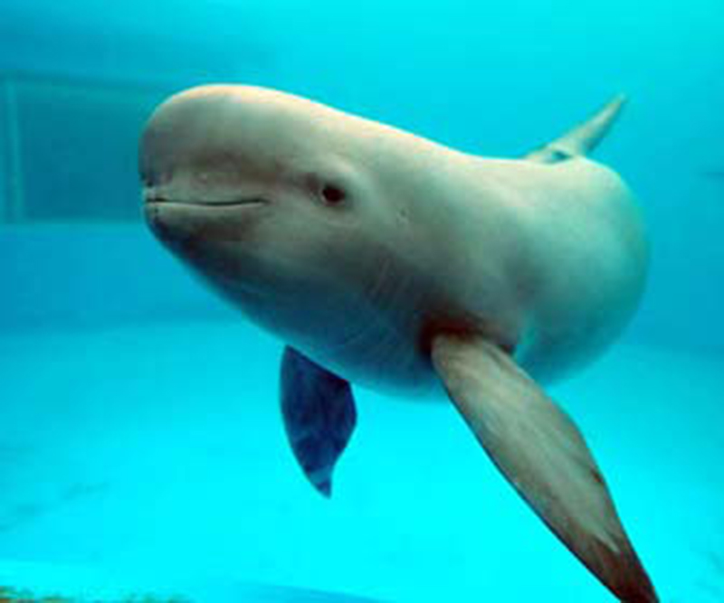 indo-pacific finless porpoise