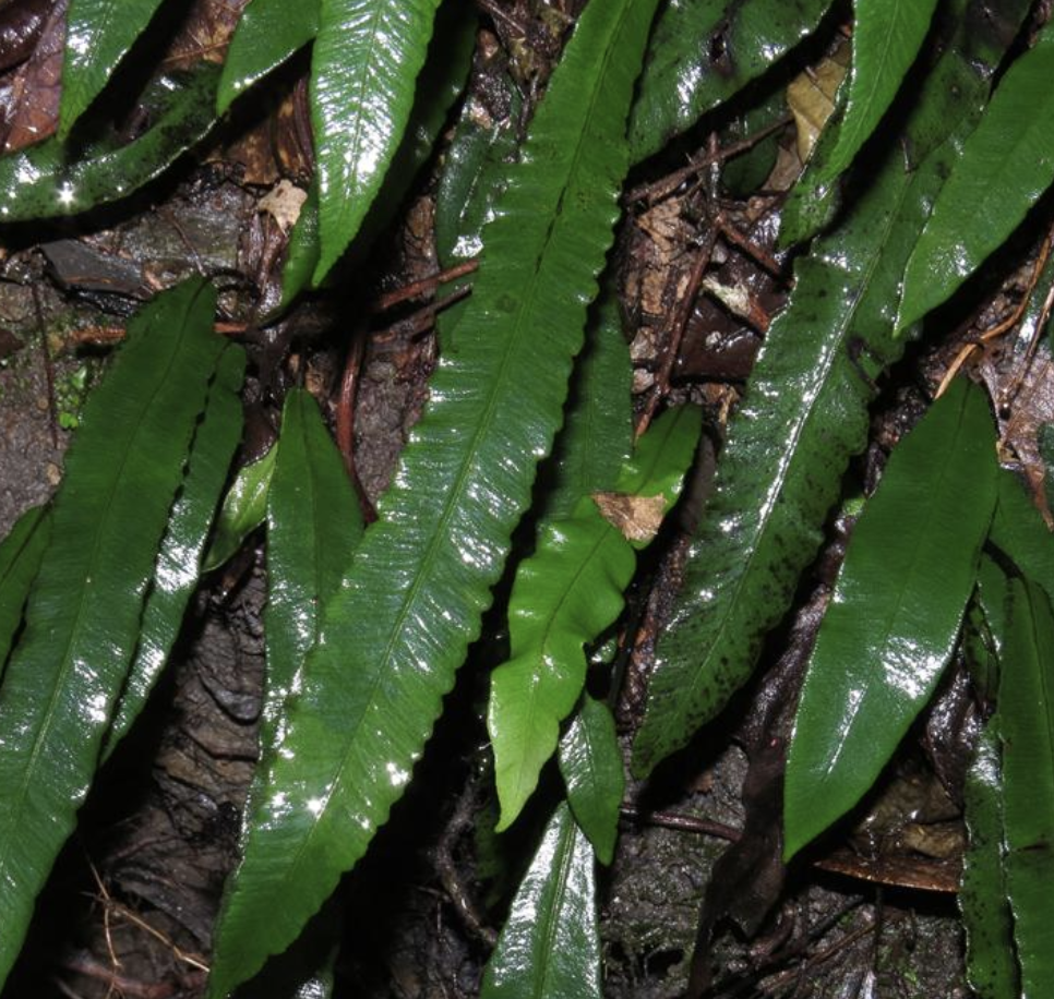  p>单叶双盖蕨(学名: i>diplazium /i>  i>subsinuatum /i> (wall.