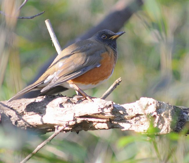  p>赤胸鸫(学名: i>turdus chrysolaus /i>)是鸫科,鸫属中型鸟类,体长