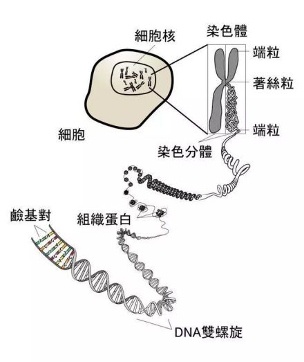 端粒（稳定染色体末端的结构）_百度百科